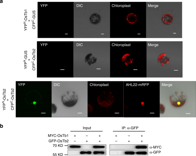 Fig. 5: OsTb2 interacts with OsTb1 in the nucleus.