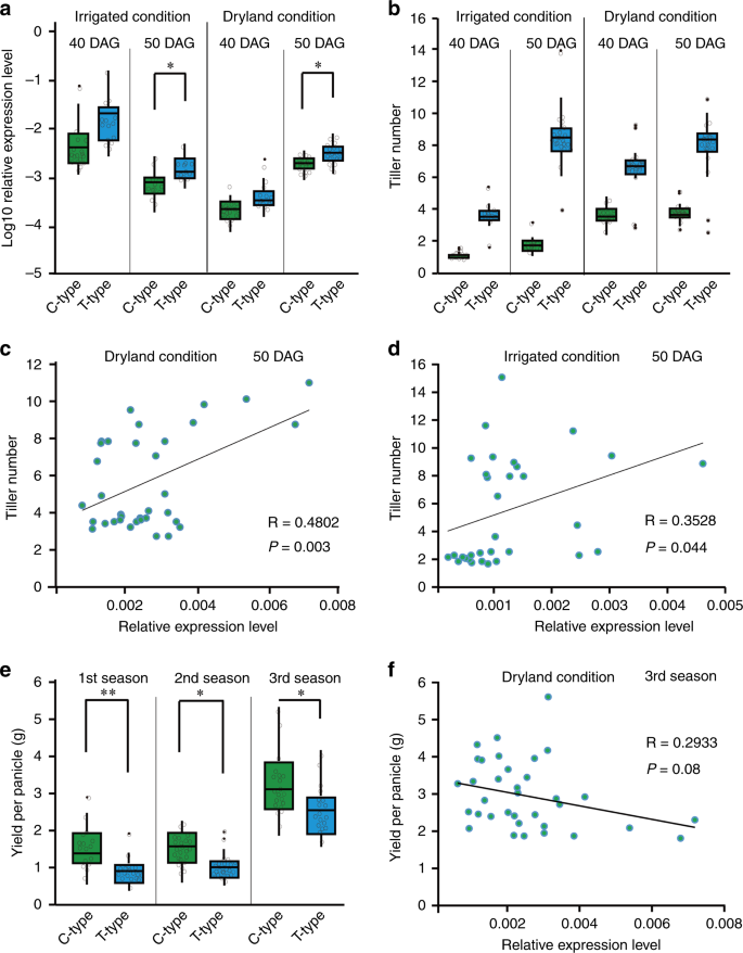 Fig. 6: SNP3 is associated with OsTb2 gene expression and phenotypes.
