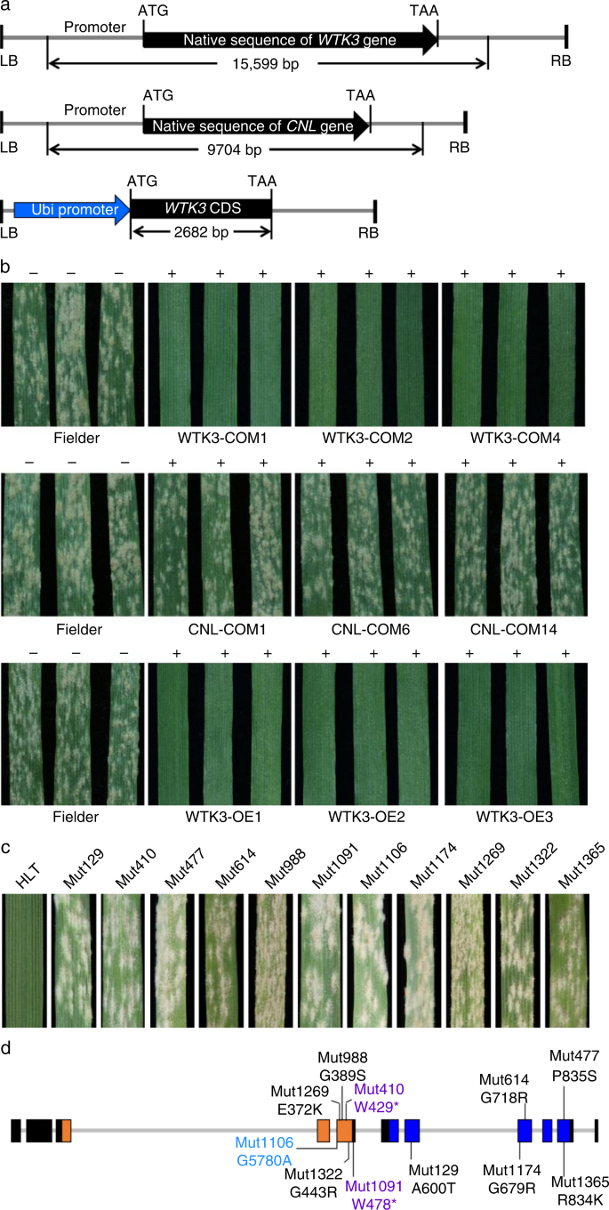 Fig. 2: Validation of MlHLT candidates using transgenic assay and EMS mutants.