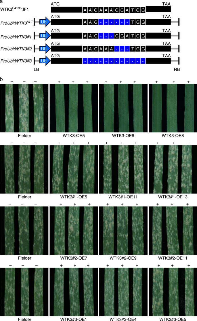 Fig. 3: The 6-bp deletion in the fifth exon of WTK3 is critical for the powdery mildew resistance of Pm24.