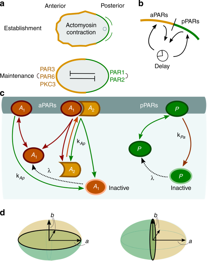 Geometric Cues Stabilise Long Axis Polarisation Of Par Protein Patterns In C Elegans Nature Communications