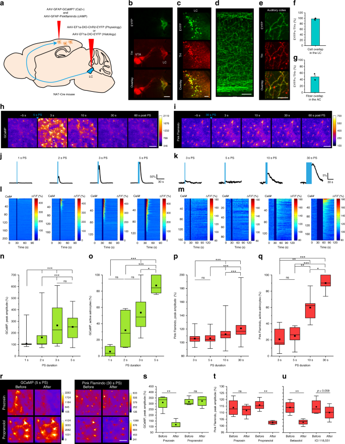 Distinct Temporal Integration Of Noradrenaline Signaling By Astrocytic Second Messengers During Vigilance Nature Communications