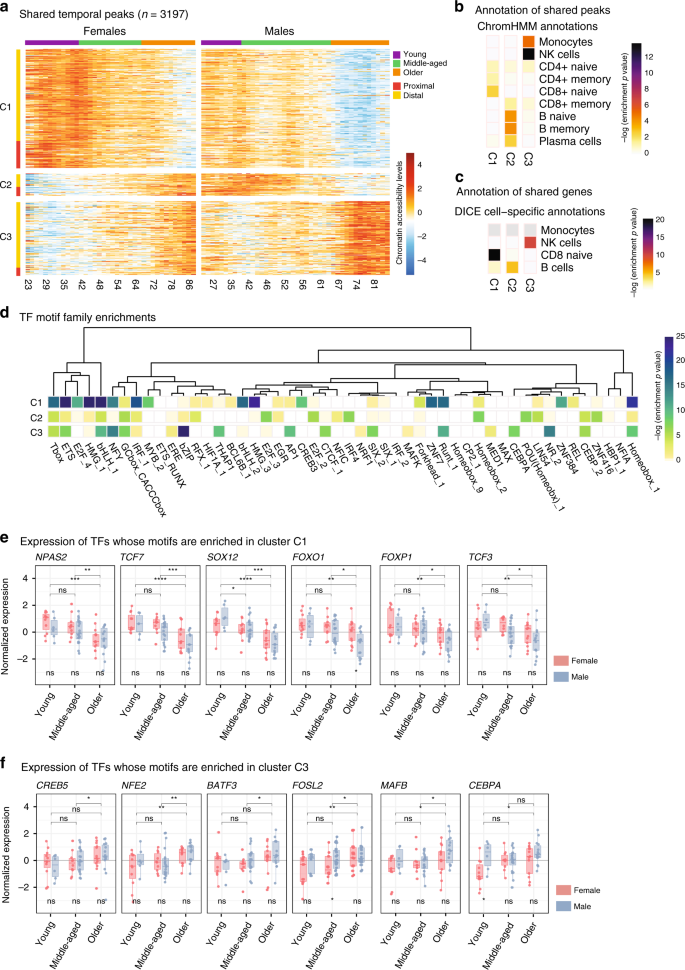 Fig. 5: Sex-specific patterns in temporal peaks/genes.