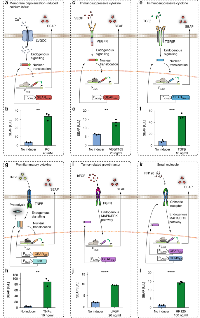 Rewiring of endogenous signaling pathways to genomic targets for  therapeutic cell reprogramming | Nature Communications