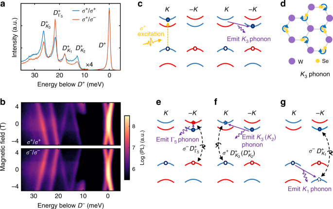 Fig. 2: Valley phonon replicas of positively charged dark trion.