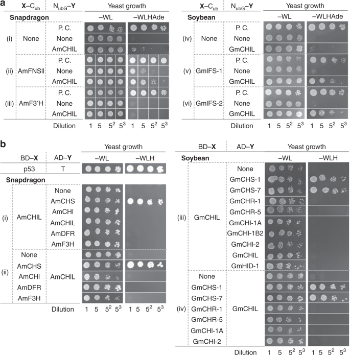 A Conserved Strategy Of Chalcone Isomerase Like Protein To Rectify Promiscuous Chalcone Synthase Specificity Nature Communications