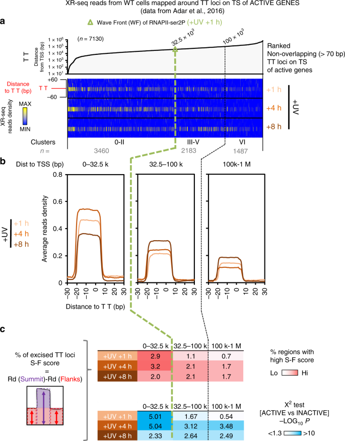 Continuous Transcription Initiation Guarantees Robust Repair Of All Transcribed Genes And Regulatory Regions Nature Communications