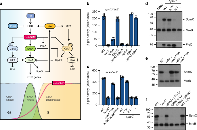 Fig. 5: C-di-GMP-dependent ShkA activation requires PleC and PleD.