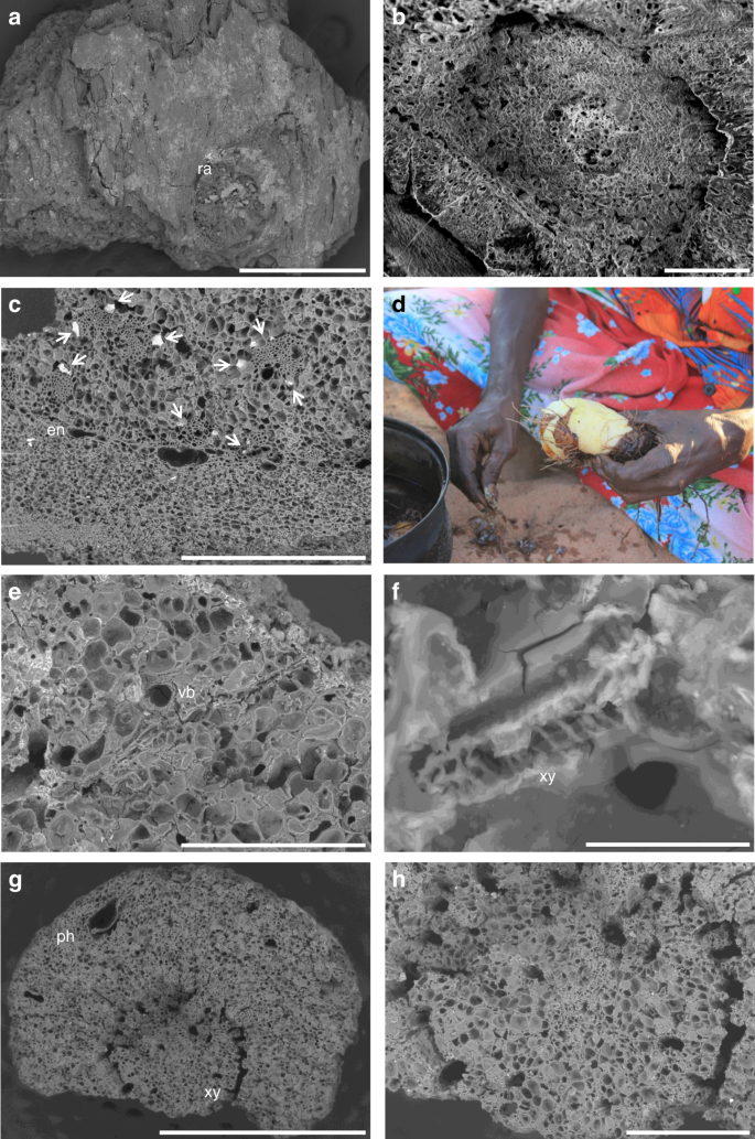 Fig. 3: Examples of vegetative parenchyma from Phase 2.