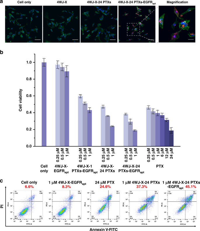 Fig. 5: In vitro cell binding, cytotoxicity and apoptotic effects of 4WJ-X-24 PTXs nanoparticles.