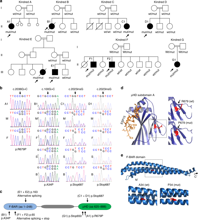 Human Fcho1 Deficiency Reveals Role For Clathrin Mediated Endocytosis In Development And Function Of T Cells Nature Communications