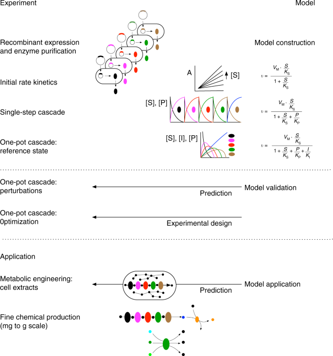 Fig. 5: Strategy for computational pathway design using an iterative experimental and modelling approach.