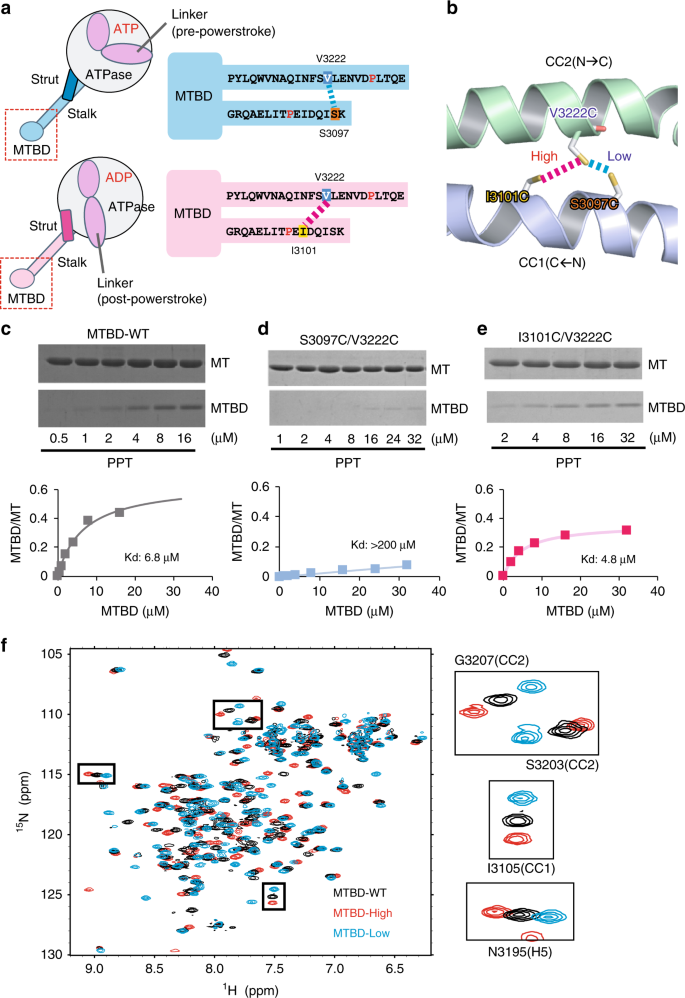Structural Basis For Two Way Communication Between Dynein And Microtubules Nature Communications