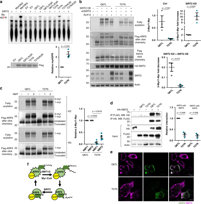 Fig. 5: Lysine myristoylation cycle is coupled to the catalytic cycle of ARF6.