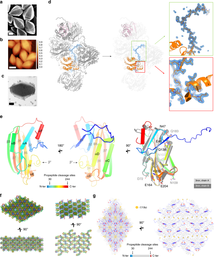 Serial Femtosecond Crystallography On In Vivo Grown Crystals Drives Elucidation Of Mosquitocidal Cyt1aa Bioactivation Cascade Nature Communications