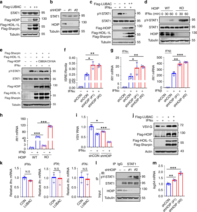 Fig. 2: Linear ubiquitination sustains STAT1 signaling homeostasis.
