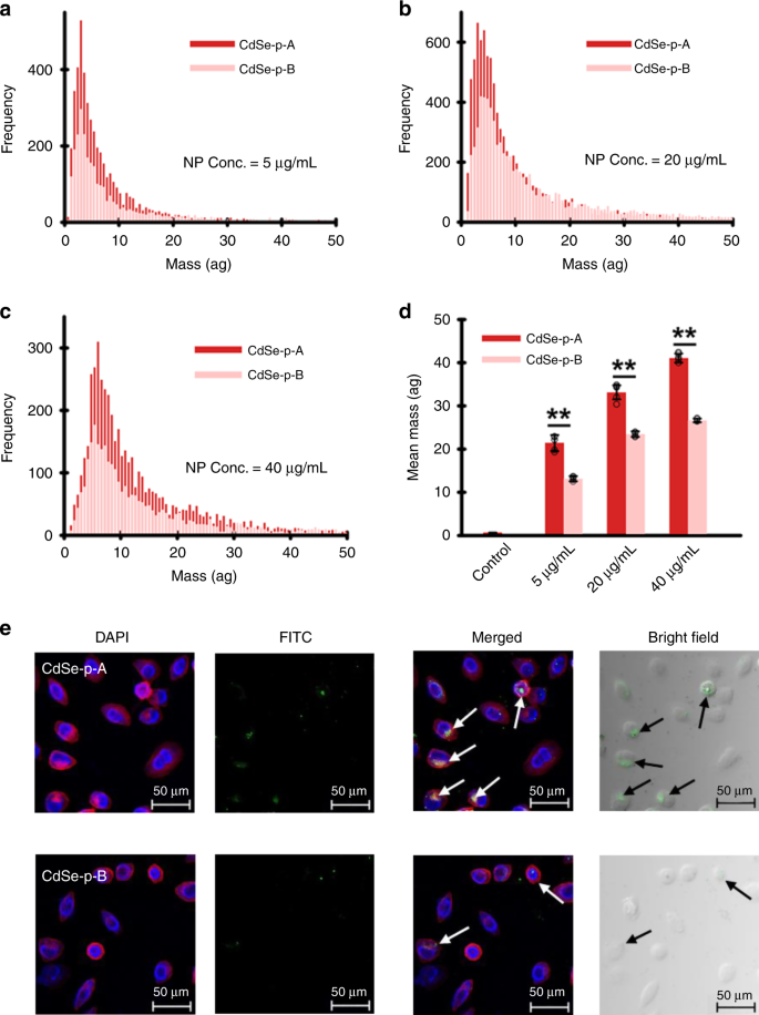 Fig. 3: Facet-dependent binding of transferrin and cellular uptake of CdSe nanoparticles.