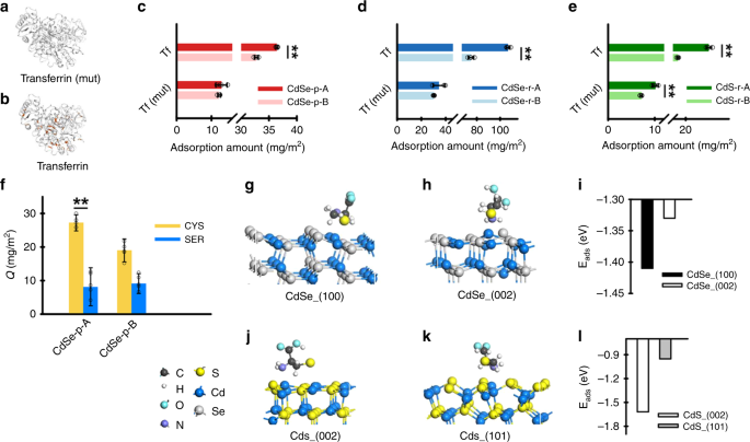 Fig. 4: Facet-dependent preferential binding of transferrin with Cd nanocrystals occurred through thiol complexation.