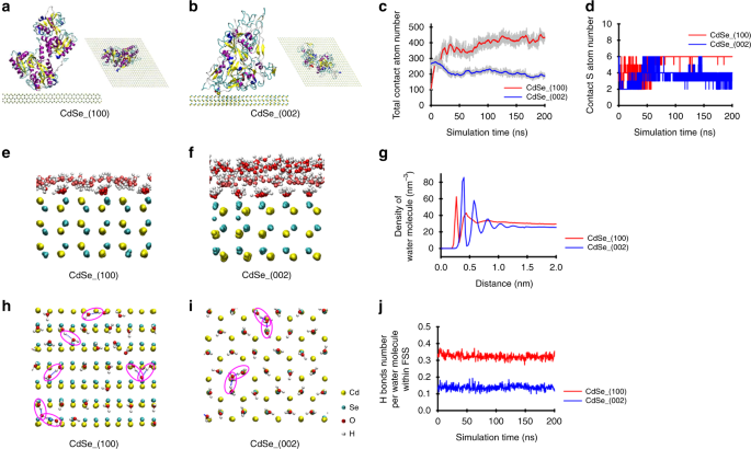 Fig. 5: Molecular dynamics (MD) simulation of interaction between transferrin with CdSe (100) and (002) facets.
