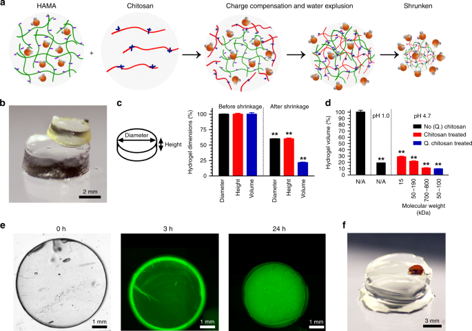 Fig. 1: The general mechanism of complexation-induced hydrogel shrinking.