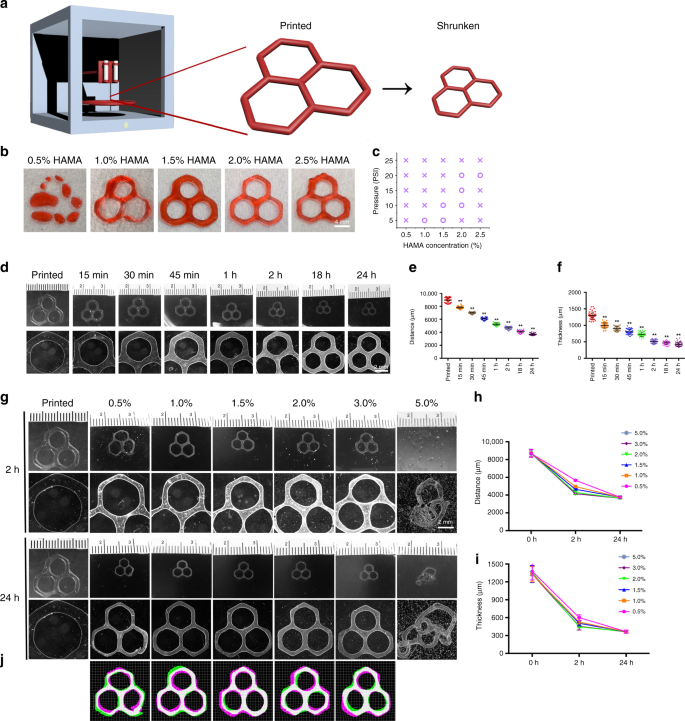 Fig. 2: Direct extrusion printing of HAMA constructs and their shrinking behaviors.