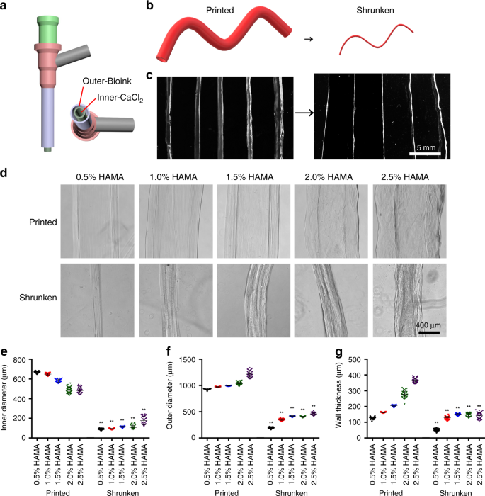 Fig. 4: Coaxial printing of cannular HAMA-based constructs and their shrinking behaviors.
