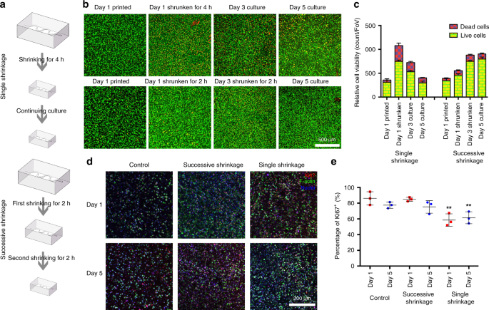 Fig. 5: Biocompatibility of the shrinking process and shrinking in the presence of cells.