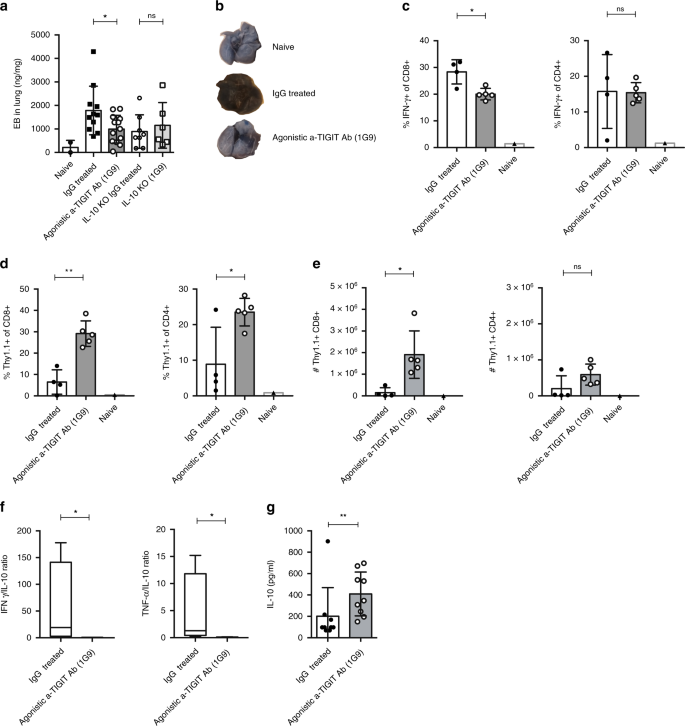 Fig. 7: TIGIT stimulation protects from lung vascular leakage after influenza infection.