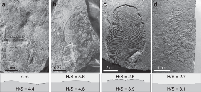 Food Sources For The Ediacara Biota Communities Nature Communications