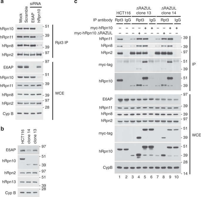 Structure Of Ligase E6ap With A Proteasome Binding Site Provided By Substrate Receptor Hrpn10 Nature Communications