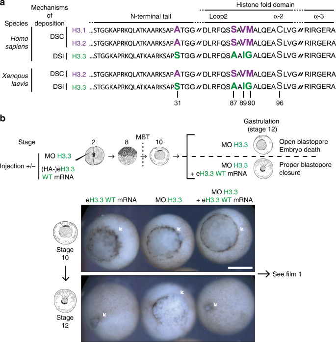 Stable inheritance of H3.3-containing nucleosomes during mitotic cell  divisions