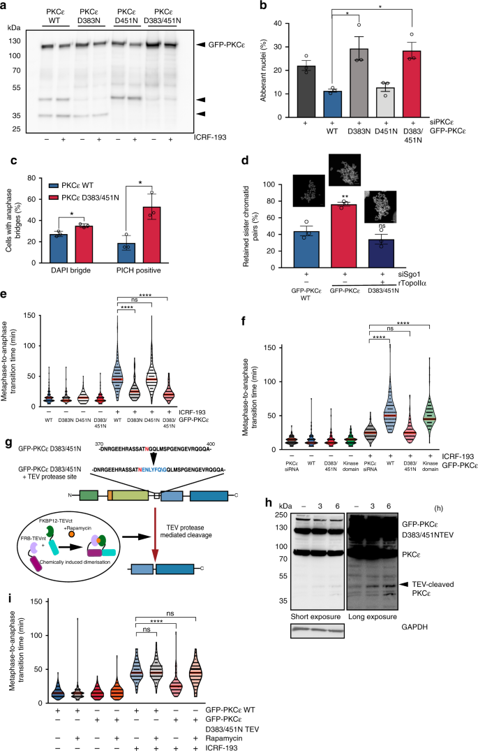The Aurora B Specificity Switch Is Required To Protect From Non Disjunction At The Metaphase Anaphase Transition Nature Communications