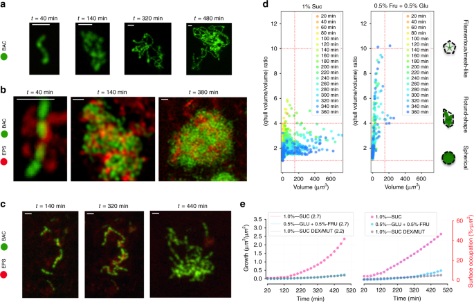 Dynamics Of Bacterial Population Growth In Biofilms Resemble Spatial And Structural Aspects Of Urbanization Nature Communications