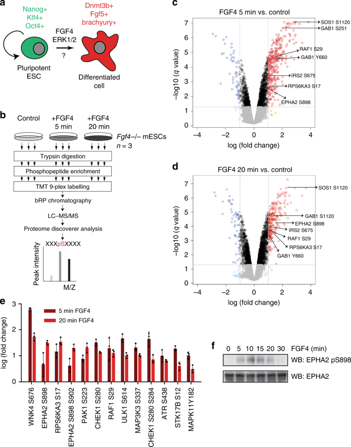 Fig. 1: FGF4 signalling in mESCs promotes EPHA2 Ser phosphorylation.