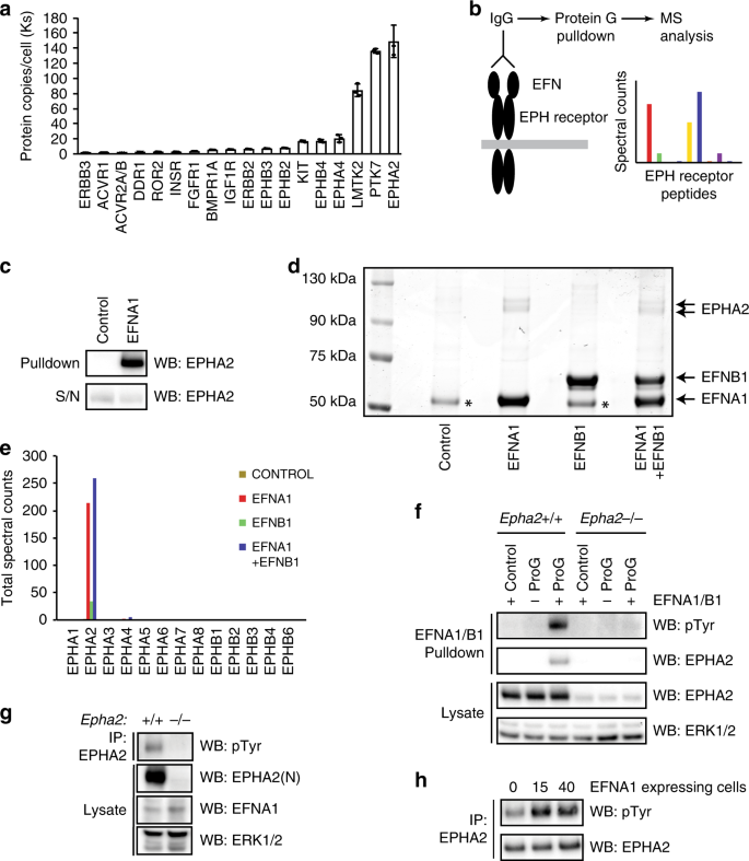 Fig. 2: EPHA2 is critical for EFN ligand responses in mESCs.