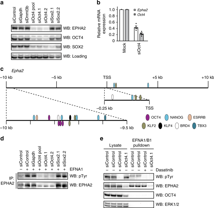 Fig. 5: OCT4 is required for EPHA2 expression and EFN ligand responses in mESCs.