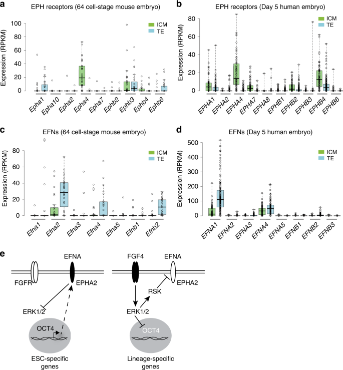 Fig. 6: Reciprocal expression of EPH receptors and ligands in pluripotent and lineage- specified cells of early mouse and human embryos.