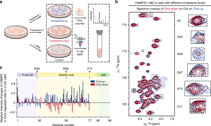 Different Regions Of Synaptic Vesicle Membrane Regulate Vamp2 Conformation For The Snare Assembly Nature Communications