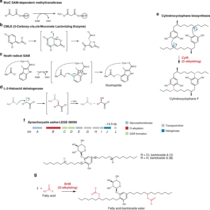 Brtb Is An O Alkylating Enzyme That Generates Fatty Acid Bartoloside Esters Nature Communications