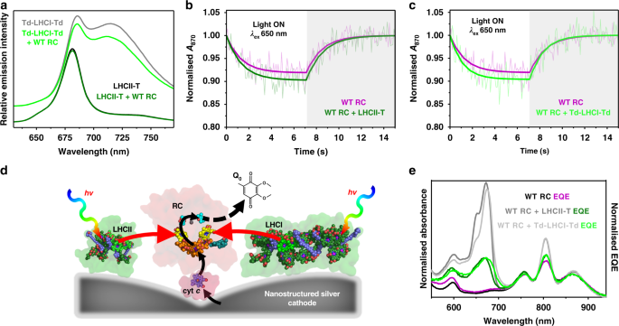 Fig. 2: Energy transfer requires co-localisation of RCs and LHCs.