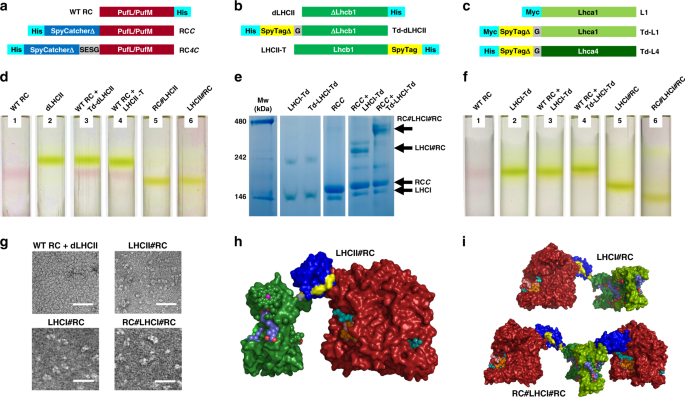 Fig. 3: Engineering and assembly of RC-LHC chimeras.