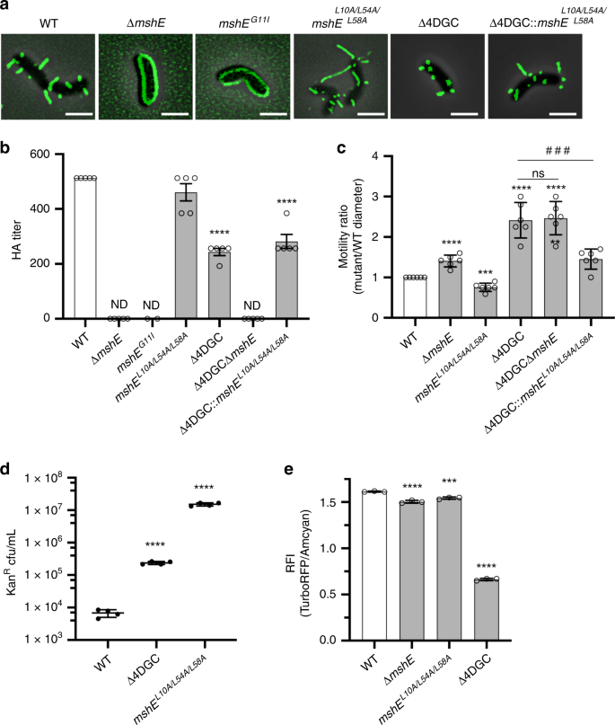 Fig. 4: Enhanced retraction under low c-di-GMP conditions results from altered MshE activation or functional state.