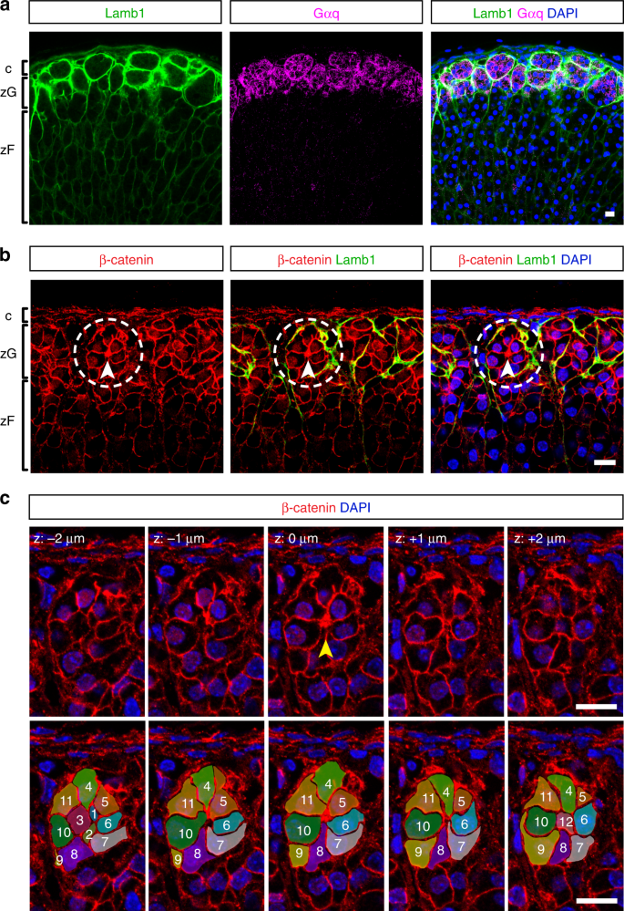 B Catenin And Fgfr2 Regulate Postnatal Rosette Based Adrenocortical Morphogenesis Nature Communications