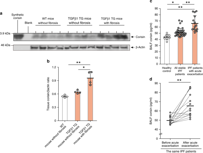 A Staphylococcus Pro Apoptotic Peptide Induces Acute Exacerbation Of Pulmonary Fibrosis Nature Communications