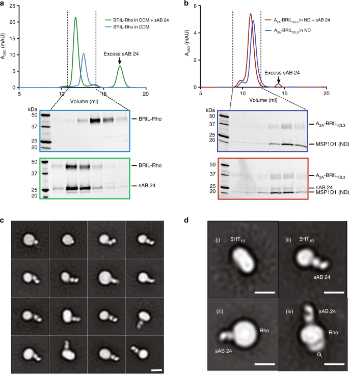 Synthetic antibodies against BRIL as universal fiducial marks for  single−particle cryoEM structure determination of membrane proteins |  Nature Communications