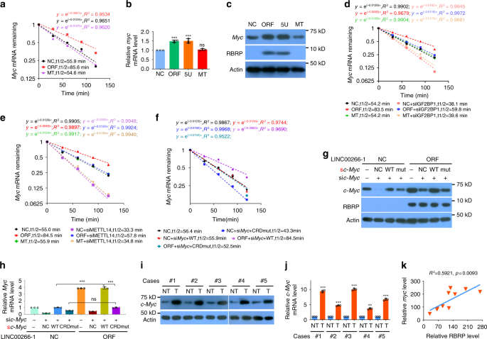 Fig. 6: RBRP increases the stability and expression of c-Myc mRNA by regulating the m6A recognition by IGF2BP1 on c-Myc CRD mRNA.