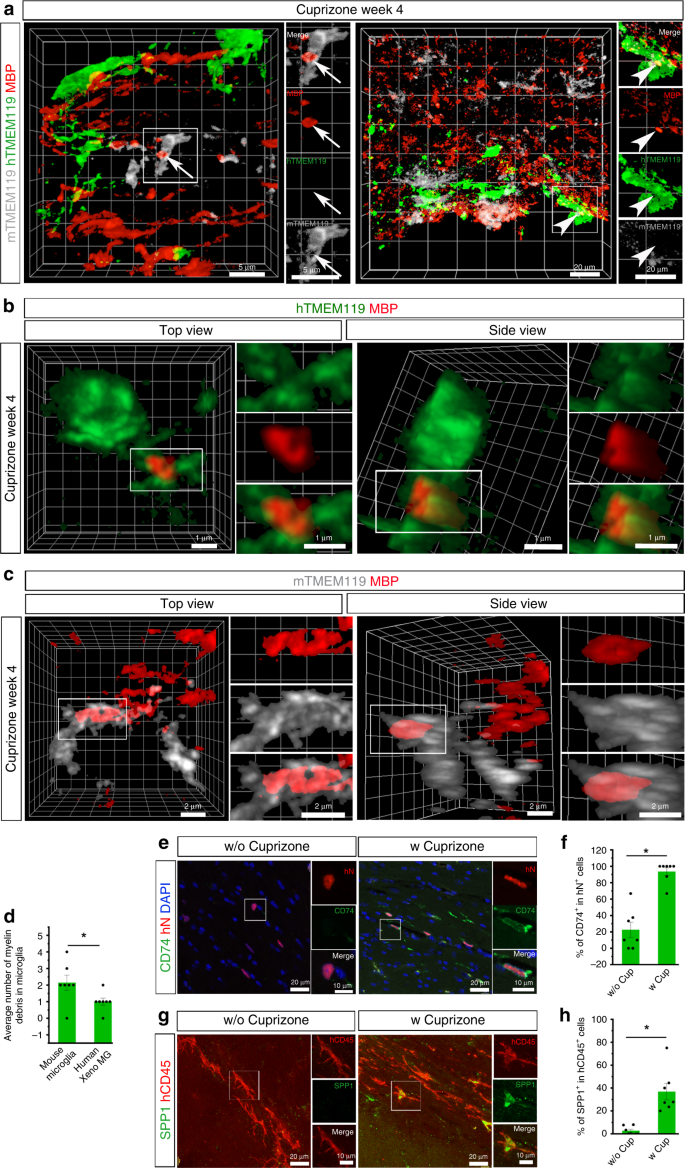 Human Ipsc Derived Mature Microglia Retain Their Identity And Functionally Integrate In The Chimeric Mouse Brain Nature Communications Human Ipsc Derived Mature Microglia Retain Their Identity And Functionally Integrate In The Chimeric Mouse Brain Nature Communications