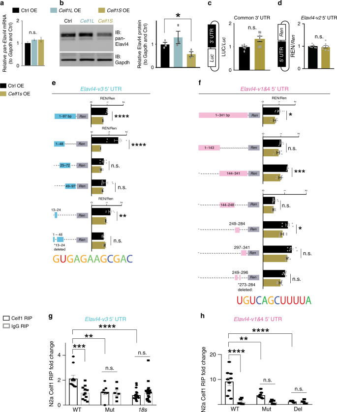 PDF) Translational derepression of Elavl4 isoforms at their alternative 5′  UTRs determines neuronal development