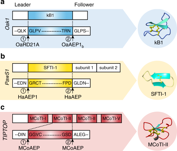 Fig. 1: Schematic representation of plant cyclic peptide precursors.