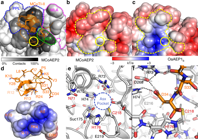Fig. 4: Molecular models of MCoAEP2 and OaAEP1b provide an explanation for selective processing of MCoTI-II-DAL.